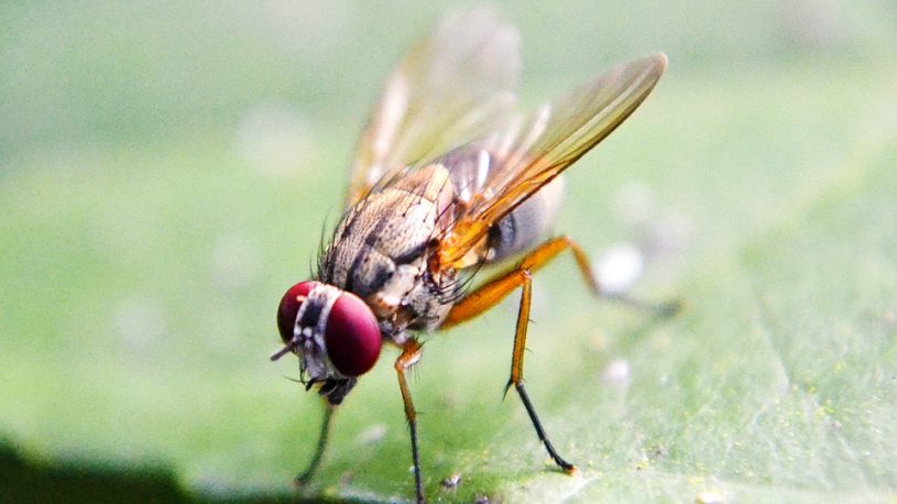 House Fly Control NYC: Getting Rid of House Flies