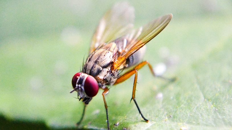 Get Rid of House Flies: House Fly Control Information