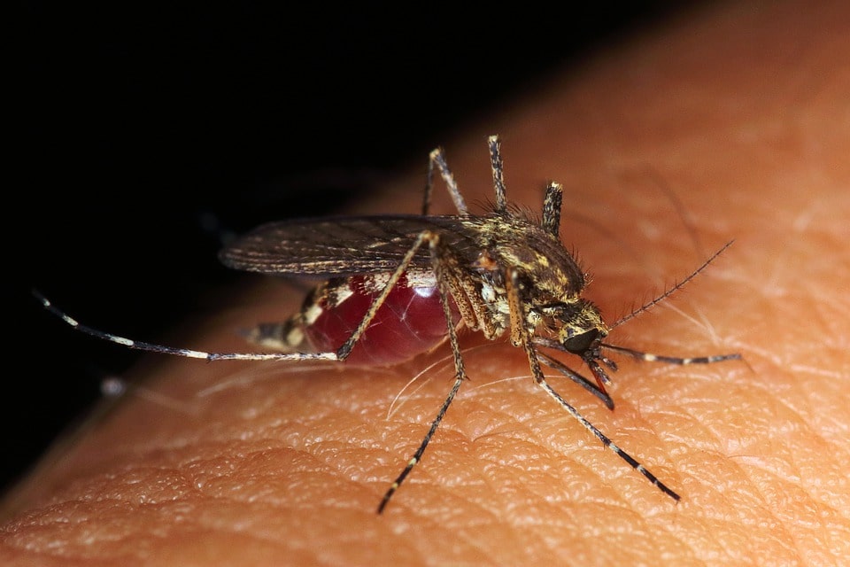 FAQ: Why Do Mosquitoes Need Blood?