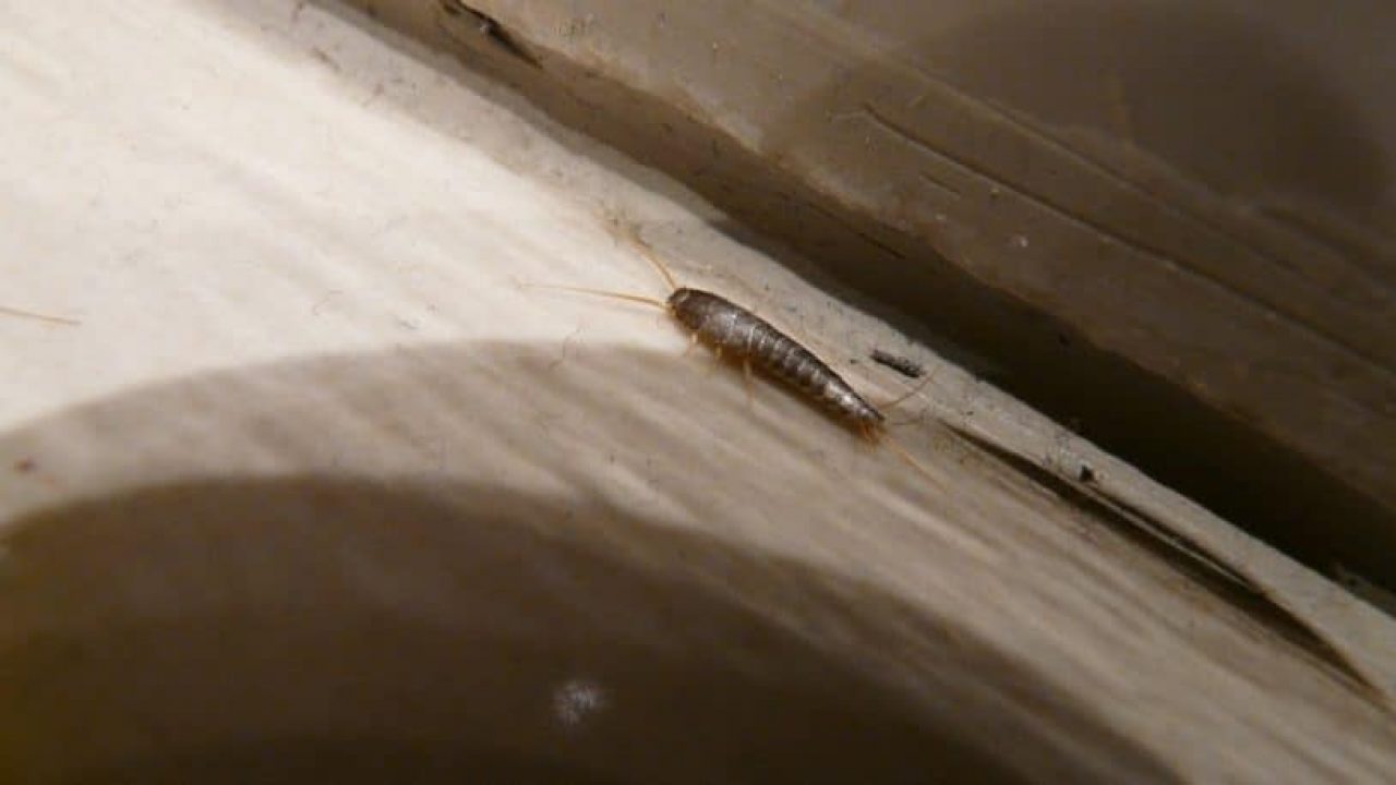 Do Mothballs Get Rid Of Mosquitoes