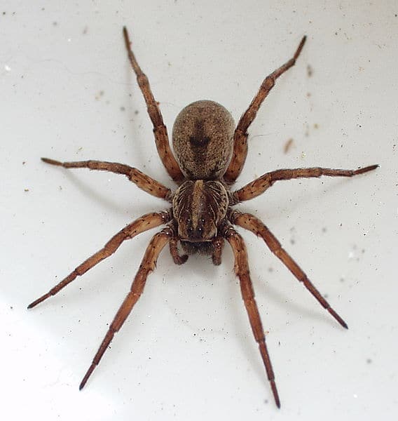 Barn Spider Control Services - Barn Spider Exterminators