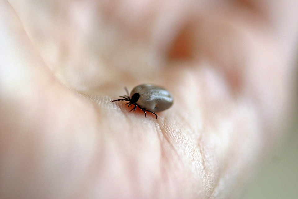 Tick Infestation: Get Rid of These Bloodsucking Pests