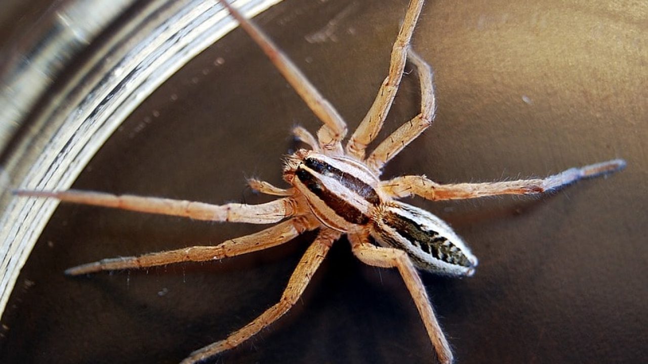 Are Wolf Spiders Dangerous? - Insectek Pest Solutions