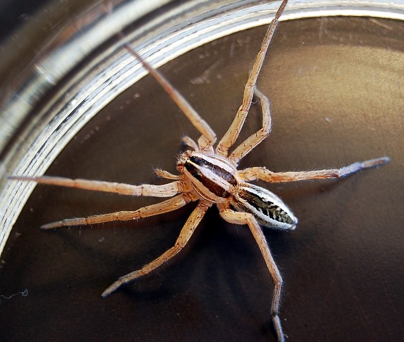 Wolf Spiders: How to Avoid Their Bites