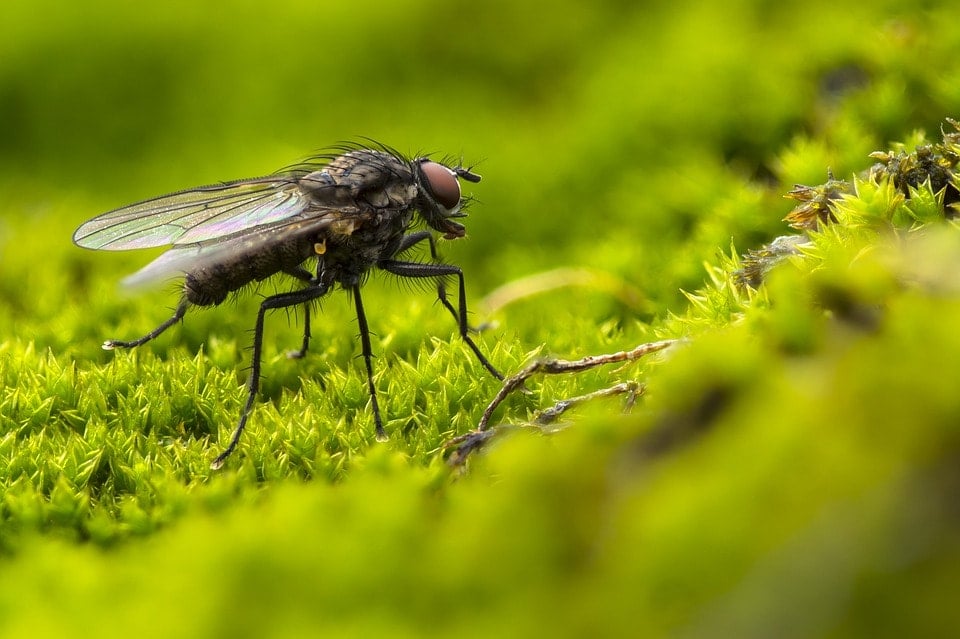 How to ID Fruit Flies, Drain Flies and Fungus Gnats