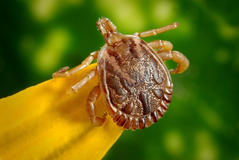 Invasive Tick Diseases Are on the Rise