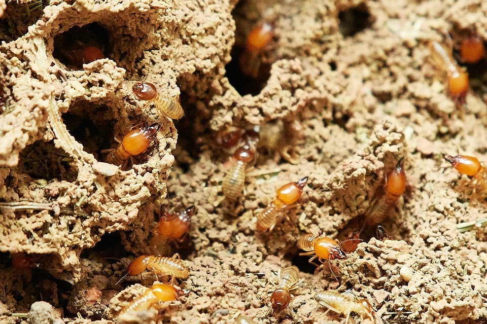 Termites In Tree Near House