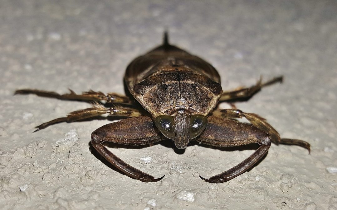 What to Do When Water Bugs Bite You